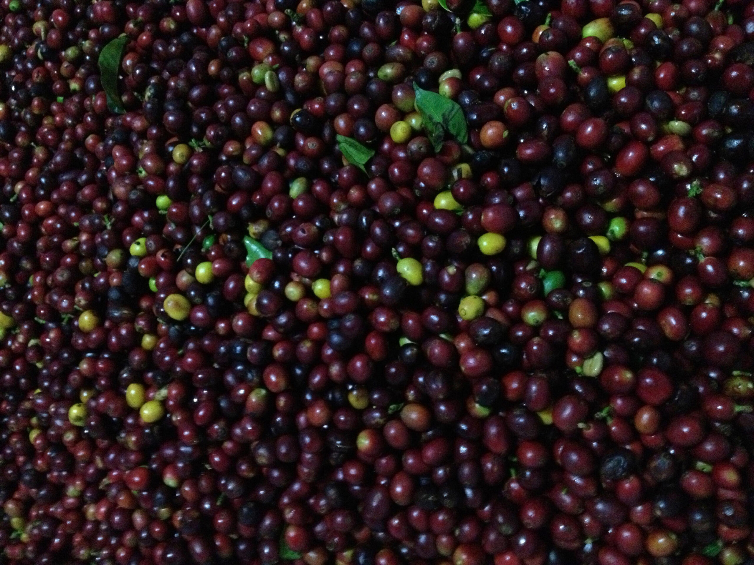 Honduras El Puente Bomba de Fruta 10