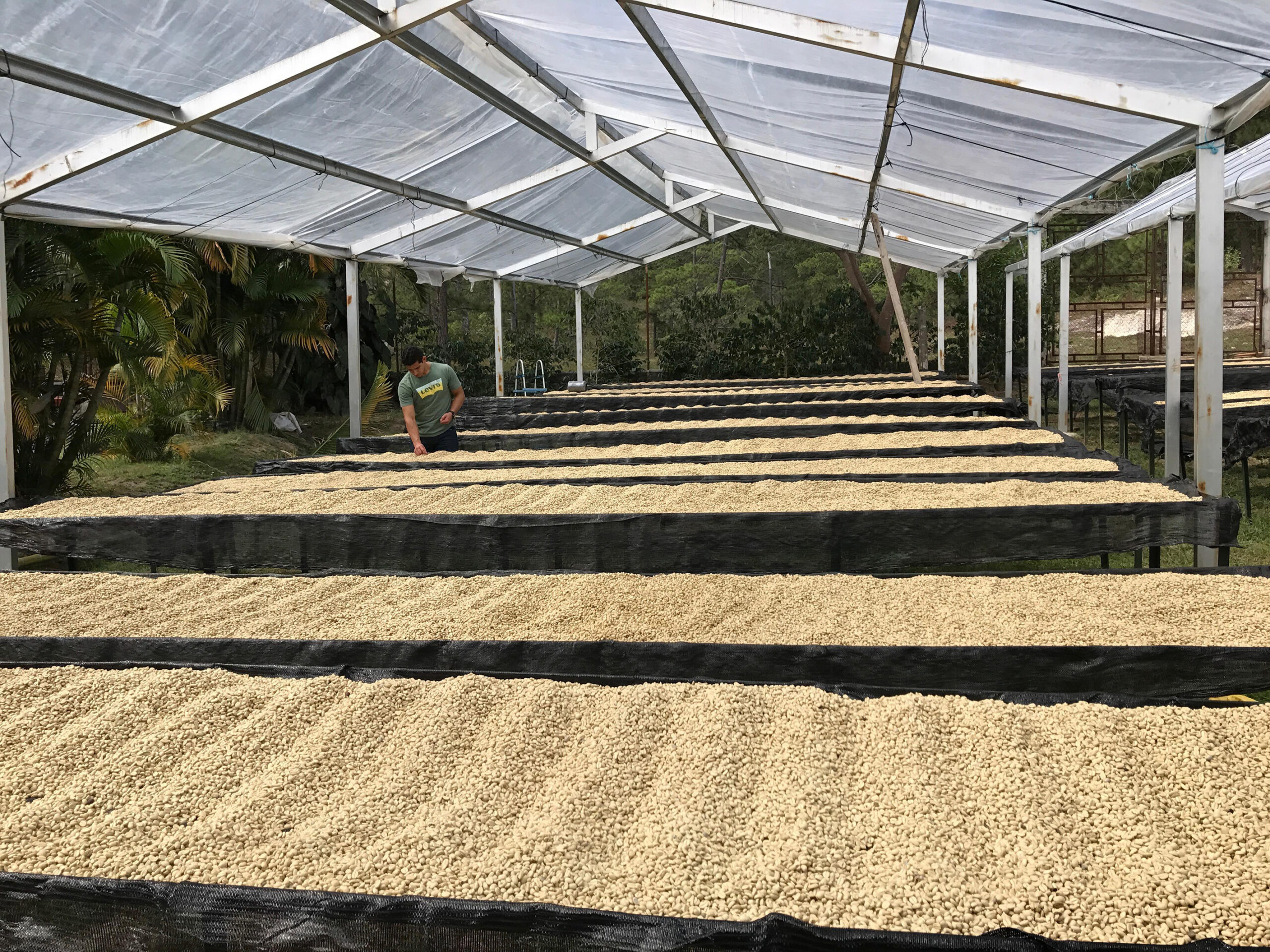 Honduras El Puente Bomba de Fruta 7