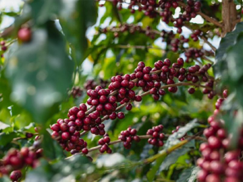 Rwanda Nyamasheke - la Tosteria (2)