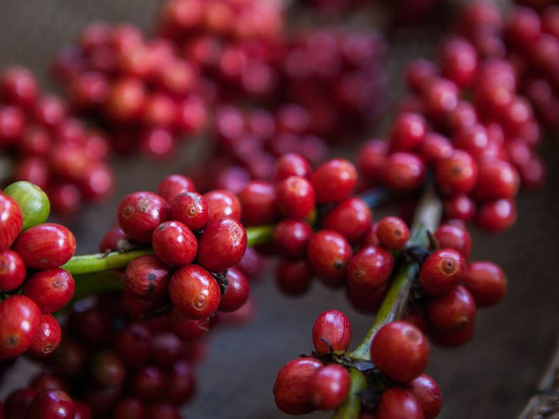 Brasil Conilon Fazenda Venturim - la Tosteria (9)
