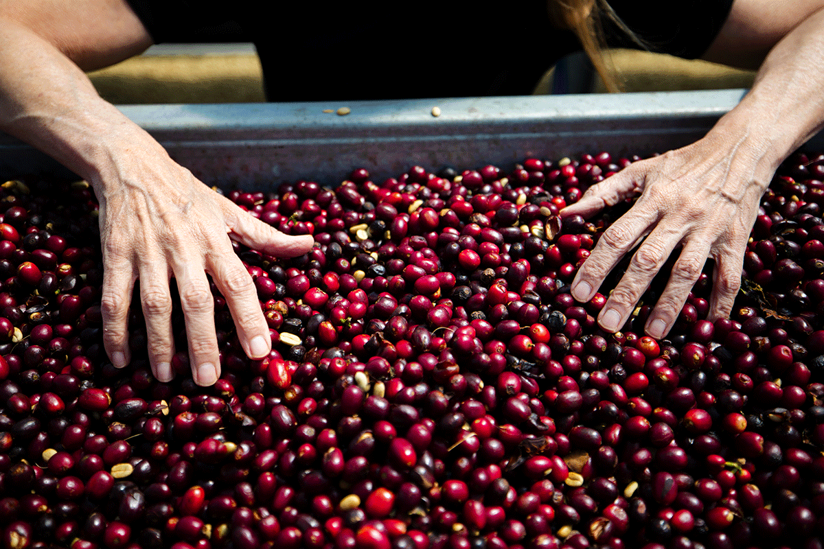 Panama-Geisha-La-Esmeralda-01