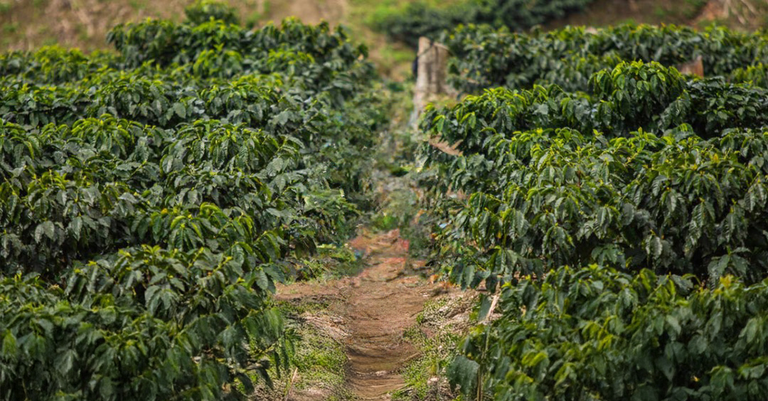 Honduras Opalaca - raccoglitore caffè 2
